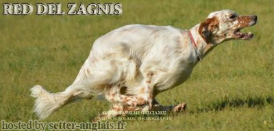 Setter Anglais RED DEL ZAGNIS